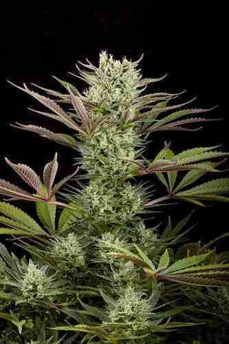 Deep Cheese > Dinafem Seeds | Semillas feminizadas  |  Híbrido